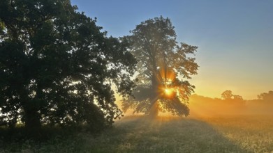 Sunrise, floodplain meadows, floodplain landscape on the Middle Elbe, morning mist, fog, sunrays,