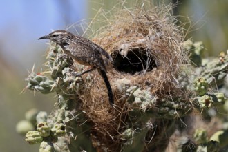 Cactus wren (Campylorhynchus brunneicapillus), adult, on cactus, at nest, Sonoran Desert, Arizona,