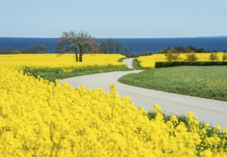 Curvy country road through blooming rapeseed fields and with the Baltic Sea behind at Brantevik,