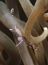 Transparent Red Sea partner shrimp (Periclimenes longicarpus) between bubble anemone (Entacmaea