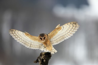 Central European barn owl (Tyto alba guttata), adult, flying, in winter, in snow, landing on wait,
