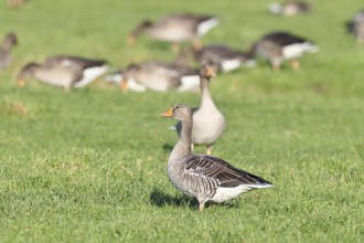 Greylag goose (Anser anser) several geese grazing in a meadow, Bieslicher Insel, Lower Rhine, North