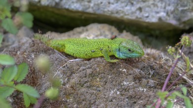 Western green lizard (Lacerta bilineata), resting on a stone of a dry stone wall, Neckar valley,