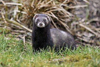 European polecat (Mustela putorius), also known as ferret, standing in a meadow, captive,