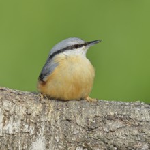 Nuthatch (Sitta europaea) sitting on a fallen birch trunk, Animals, Birds, Siegerland, North