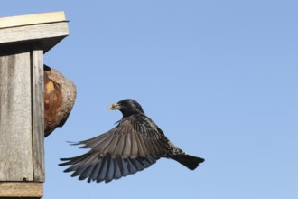 Starling (Sturnus vulgaris) flies to the nesting box in the garden with food in its beak, Allgäu,