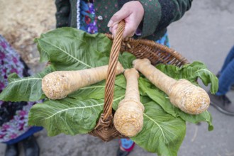 Horseradish (Armoracia rusticana) in a basket, Franconia, Bavaria, Germany