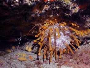 A white club-tipped anemone (Telmatactis cricoides) with orange-coloured tentacles clings to a rock