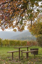 Wooden tables under a colourful tree, vineyards and Palatinate Forest with Villa Ludwigshöhe in the