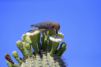 Gila woodpecker (Melanerpes uropygialis), adult, male, feeding on saguaro cactus flower, Sonoran