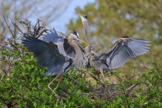Two Great blue heron (Ardea herodias), with outstretched wings perched on branches surrounded by