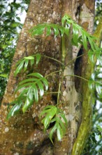 Tropical plant on tree trunk, rainforest, vegetation, rainforest, tropical forest, Queensland,