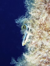 Dussumier's sabre-tooth blenny (Aspidontus dussumieri), female, dive site House Reef, Mangrove Bay,