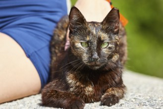 Black cat lying on the ground next to a person, Kalithea, cat station, Rhodes, Dodecanese, Greek