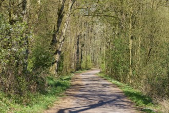 Shady path through the forest, lined with green trees and bushes, Pflaumheim, Großostheim, Bavaria,