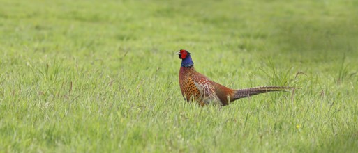 Pheasant, hunting pheasant (Phasianus colchicus), adult male bird in a meadow, wildlife, Lembruch,