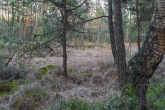 Spruce trees and a birch tree on the bank of a pond in the primeval forest of the Wildeshauser