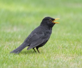 Blackbird (Turdus merula), male standing on a lawn in the garden and singing, Lower Saxony, Germany