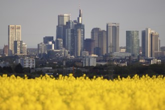 Rape fields bloom in spring in front of the Frankfurt banking skyline, Frankfurt am Main, Hesse,