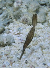 Slender seagrass ghost pipefish (Solenostomus cyanopterus) camouflages itself on sandy seabed, dive