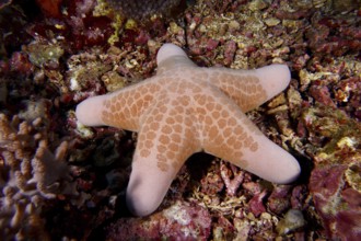 Granulated roller star (Choriaster granulatus) lies on coral-covered seabed, dive site Toyapakeh,