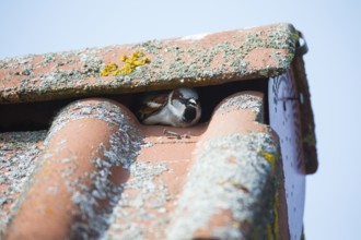 House sparrow (Passer domesticus), adult male, sitting in a gap of a tiled roof, trying to attract