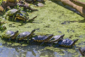 A group of red-eared slider (Trachemys scripta elegans)rests on logs lying in a pond covered with