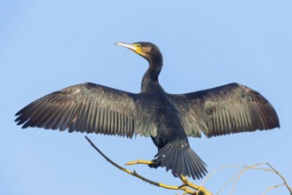 Cormorant, (Phalacrocorax carbo), animals, birds, family of cormorants, drying its plumage,