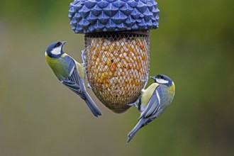 Two great tits (Parus major) eating peanuts from bird feeder, birdfeeder in garden in winter
