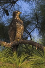 Bald Eagle (Haliaeetus leucocephalus), Florida, USA