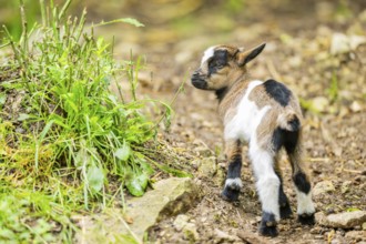 Close-up of domestic goat (Capra aegagrus hircus) youngster on a meadow, Bavaria, Germany
