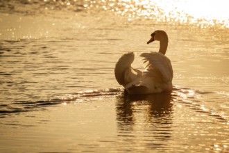 Mute swan (Cygnus olor), evening light, Bagges Dæmning, Ringkøbing Fjord, Denmark