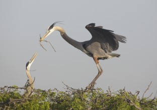 Great Blue Heron (Ardea herodias) with nesting material, Texas, USA