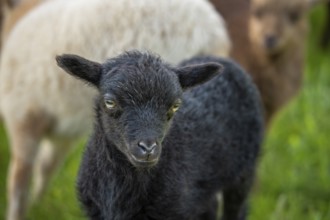 Black lamb in a meadow, behind it other sheep. portrait, Ouessant sheep (Breton dwarf sheep),