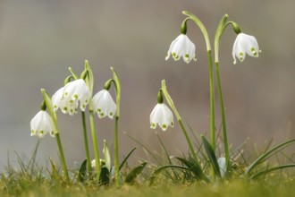 Spring knotweed (Leucojum vernum), Kundler Klamm, Kundl, Tyrol, Austria