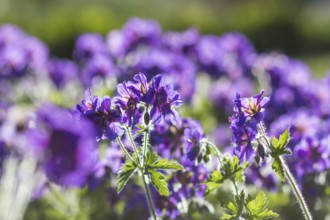 Blooming geraniums in the garden in summer