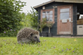 European hedgehog (Erinaceus europaeus) adult animal on a garden grass lawn in spring with a shed