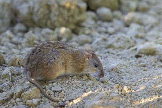 Brown rat, common rat, Norwegian rat, Norway rat (Rattus norvegicus) foraging in field