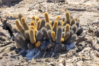 Brachycereus nesioticus (Cactaceae), Bartolome, Galapagos, Ecuador