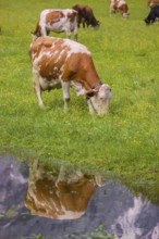 Holstein Friesian cattle stand on a green meadow next to a puddle. A reflection of the cows and the