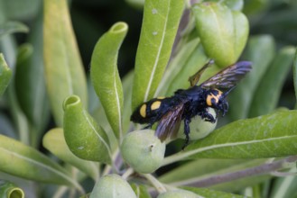 Mammoth wasp, female, Megascolia maculata flavifrons Fabricius, dead insect, France