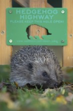 European hedgehog (Erinaceus europaeus) adult animal walking through a Hedgehog highway sign on an