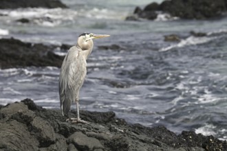 Great blue heron (Ardea herodias) on beach at Bahia Sullivan, Sullivan Bay on Santiago Island, San