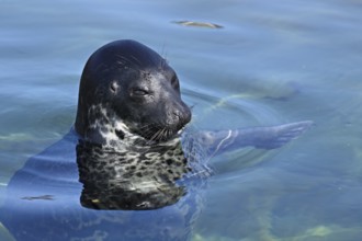 Grey seal (Halichoerus grypus), swimming in a pool, Ecomare breeding station, Texel, West Frisian