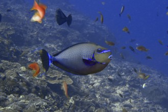 Blue fish, masked nose doctor fish (Naso vlamingii), swimming in a lively, colourful underwater