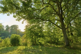 Sunny day with lush vegetation and sunbeams through the trees, autumn, Großheubach, Miltenberg,