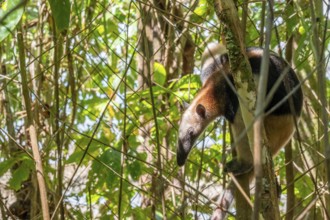Northern tamandua (Tamandua mexicana), anteater sitting in a tree, in the rainforest, Corcovado