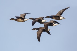 Brant Goose (Branta bernicla) group flying, Netherlands