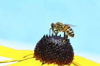 European honey bee (Apis mellifera), collecting nectar from a yellow coneflower (Echinacea