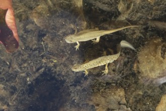 Smooth or Common newt (Lissotriton vulgaris) adult male and female amphibians in a pond, England,